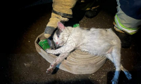 В Саратове мужчина смог спастись из пожара благодаря коту Пузику