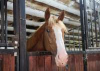 В Челябинской области перевернулась грузовая машина, в которой находилось более десяти лошадей