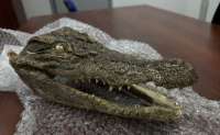 В Хабаровске арестовали туриста с крокодильей головой, привезенной из Вьетнама