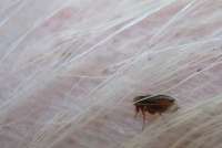 Жильцы дома в Балашихе выказывают недовольство из-за роста численности блох после осуществления дезинсекции