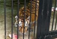 В Дании зоопарк призвал жителей приносить домашних животных на корм хищникам