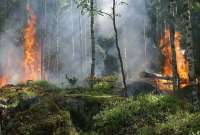 Лесные пожары в Европе спалили земли, сопоставимые по размеру с Кипром