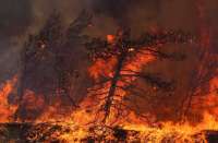 В прибрежных городах Греции жители спасаются от лесных пожаров вплавь