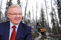 Распродажа красноярского леса: губернатор хвастает, прокурор лжет, миллиарды уходят