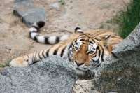 В Приморском крае поймали водителя, у которого в багажнике обнаружили части тигра