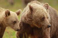 На Сахалине пес сцепился с медвежьим семейством