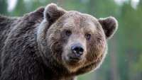 На Камчатке женщина умерла в результате нападения медведя