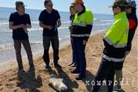 Учёные назвали причину гибели 150 краснокнижных нерп на берегу Каспийского моря