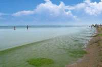 Туристы требуют компенсацию за зелёное море в Анапе