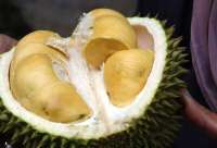 Пожарные Германии четыре раза выезжали на вызовы о \