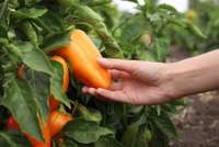 В Польше фермер бесплатно раздал урожай перца из-за убытков