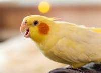 Говорящий попугай помог полиции разоблачить группу наркоторговцев в Англии