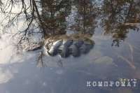 Массовая гибель черепах произошла в озере воронежского заповедника