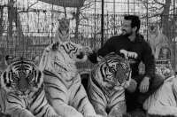 В США тренер из сериала «Король тигров» стал жертвой нападения тигра и погиб