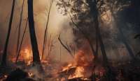 В России площадь сгоревшего за полгода леса больше территории Хорватии