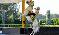 В Туркмении установят памятник коню экс-президента Бердымухамедова