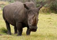 Радиоактивные рога: в ЮАР изменили подход к защите носорогов