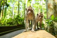 Обезьяна на Бали похитила у туристки iPhone стоимостью 6 тысяч долларов