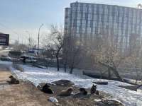 Собачий геноцид. В Улан-Удэ массово истребляют собак
