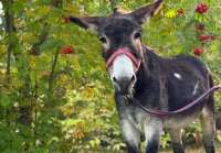 В филиал Московского зоопарка доставили осла, который принимал участие в транспортировке боеприпасов в зоне \