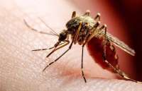 В Китае вывели «комаров-людоедов» для борьбы с вирусом чикунгунья