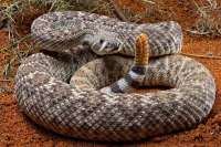 В Германии мужчину укусила в лицо ядовитая змея