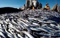 How Russian fish reached the Thames: the biggest players in the export market