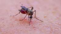 В США вспыхнула новая эпидемия — случаи смертей после укусов комаров