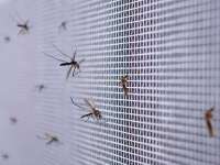 Россияне в Азии меняют стиль жизни из-за вспышки лихорадки чикунгунья