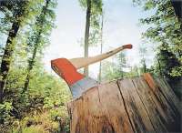 Активисты обнаружили нелегитимные вырубки в национальном парке Подмосковья