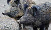 В Петербурге горожане опасаются выходить из своих домов из-за угрозы со стороны диких кабанов