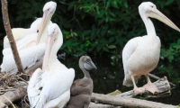 Розовый пеликан появился на свет в Московском зоопарке