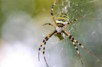 Ядовитые пауки-осы захватывают дворы и детские площадки