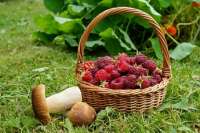 Власть предлагает ввести налог на грибы, ягоды и орехи