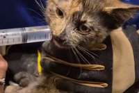 В Москве кота освободили после того, как он провел четыре дня в заточении внутри стены дома