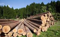 Румынская компания HS Timber Group находится под расследованием в связи с уклонением от уплаты налогов на незадекларированную древесину