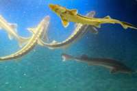 Московский суд вынес обвинительный приговор россиянам за незаконную торговлю рыбой, которая занесена в Красную книгу