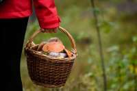 В лесах Кемеровской области пропали восемь человек, отправившихся за грибами