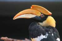 В Петербурге четвертые сутки пытаются поймать сбежавшую птицу-носорога