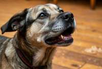 В результате возгорания в приюте, находящемся на севере Москвы, погибло 13 собак