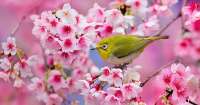 Символ Весны: Японская Вишня в Пионерском парке – Предвестник Красоты и Надежды