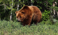 Полиция застрелила крупного медведя в центре Лесозаводска