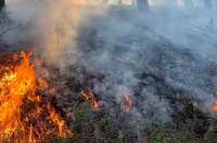 Пожары в районе Геленджика: местные власти просят жителей о помощи