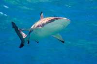 В Приморском крае на лодку с несколькими людьми совершила нападение акула