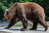 В Перми в зоопарке медведя, который долгое время прожил там, ударило током за 7 миллиардов