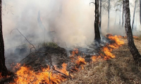Огонь природного пожара перекинулся на восемь дачных домов в Тюменской области