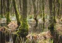 Латвия планирует использовать болота для обороны против России