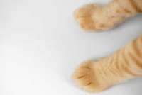 В Москве сиделка облила ребёнка кипятком и повредила коту хвост