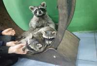 В Новосибирске требуют закрытия кафе с енотами «Лесная братва» из-за подозрений в жестоком обращении с животными